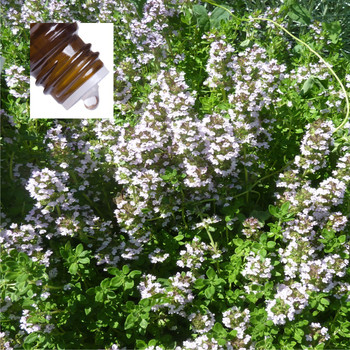 Thyme Lemon Wild Pure Essential Oil