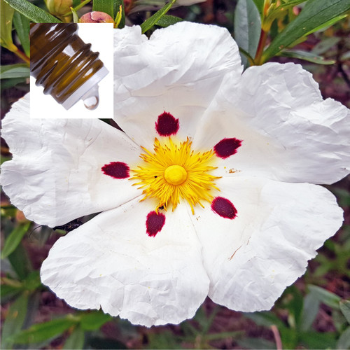 Cistus Oil (Rose of Sharon) Pure Essential Oil