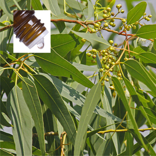 Eucalyptus Citriadora Lemon Pure Essential Oil