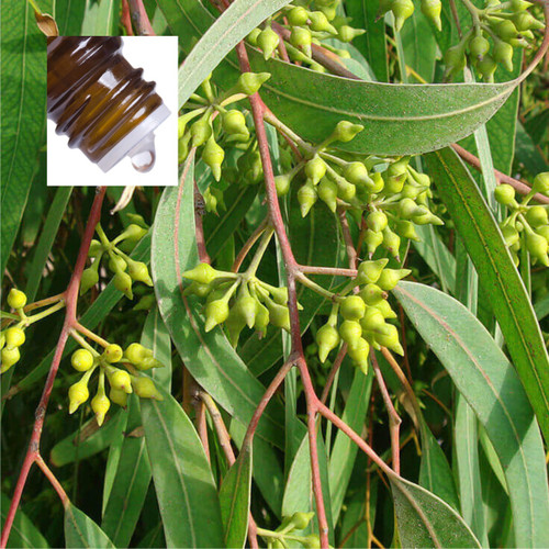Eucalyptus Smithii Pure Essential Oil