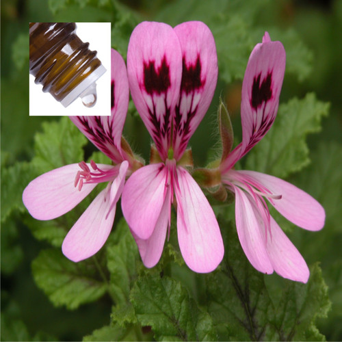 Geranium (Rose Geranium) France Pure Essential Oil