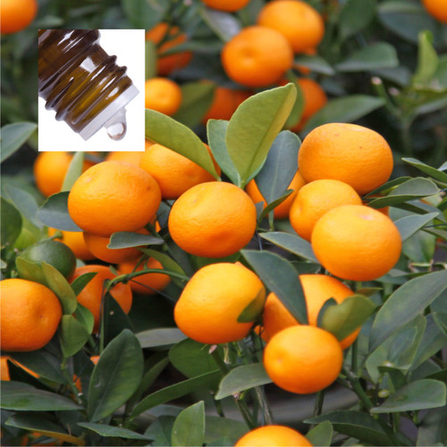 Mandarin Red Pure Essential Oil