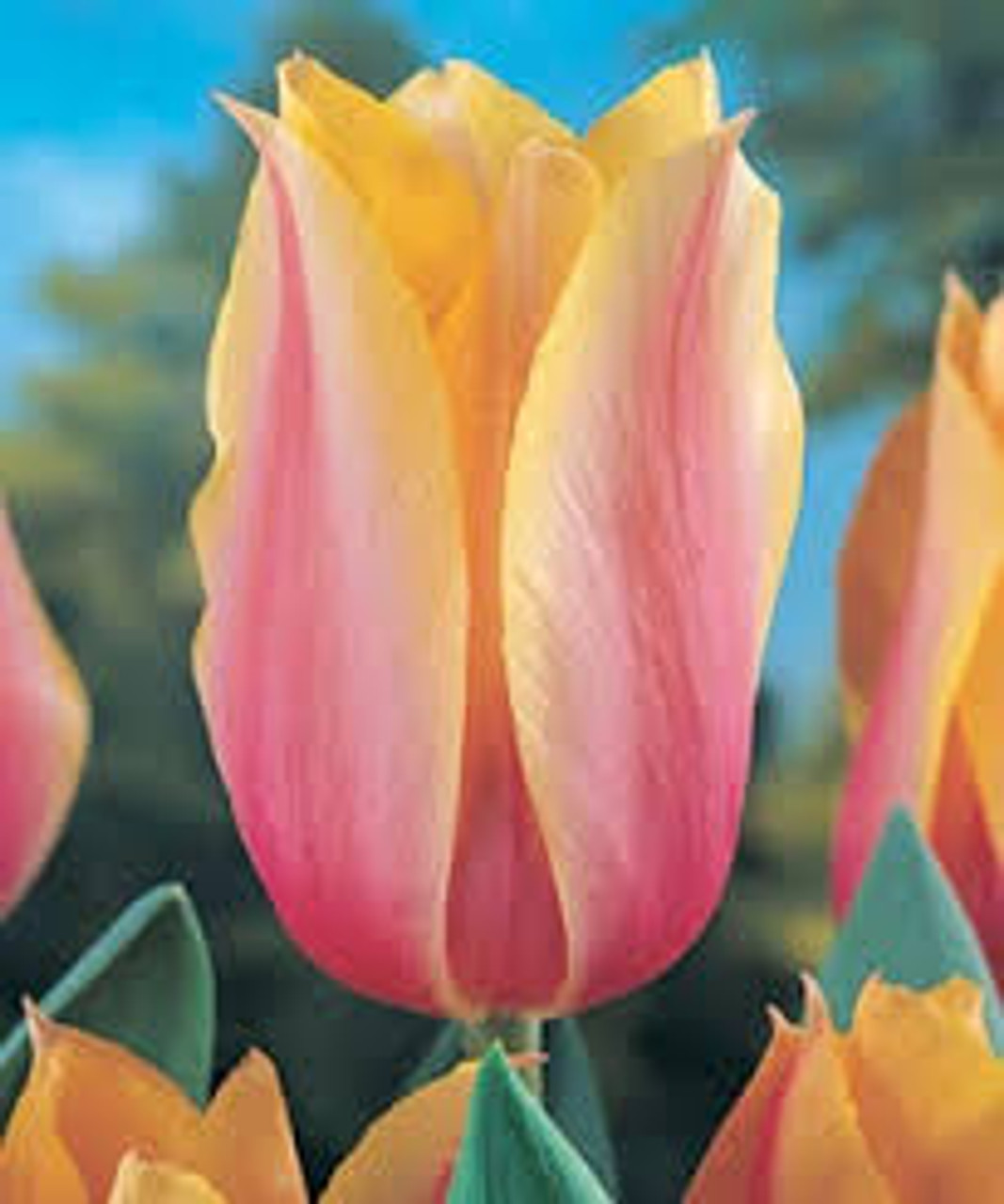 Blushing Beauty Tulip Veldheer Tulip Gardens