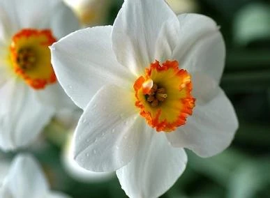 Flower Record