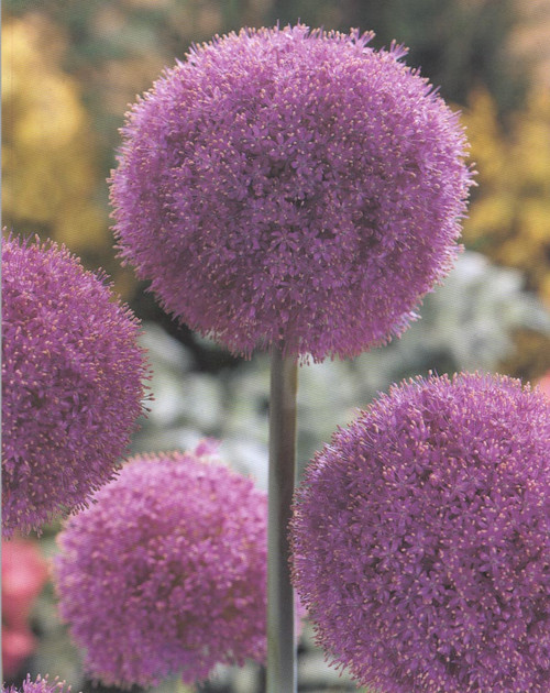 Allium Gigantheum Globe master