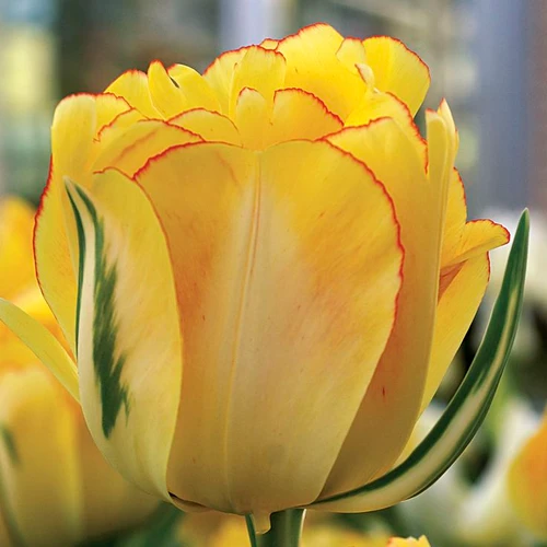 Akebono Tulip