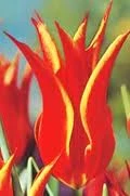 Aladdin Tulip