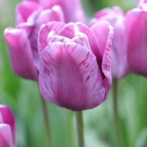 Andre Rieu Tulip