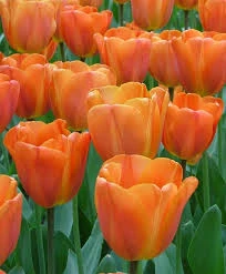 Annie Schilder Tulip