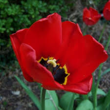 Apeldoorn Tulip