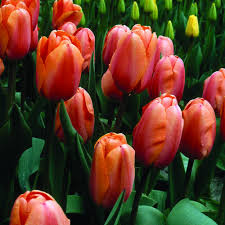 Apricot Impression Tulip