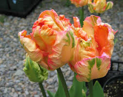 Apricot Parrot Tulip
