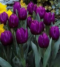 Arlo Tulip