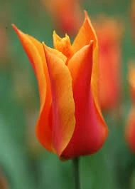 Ballerina Tulip