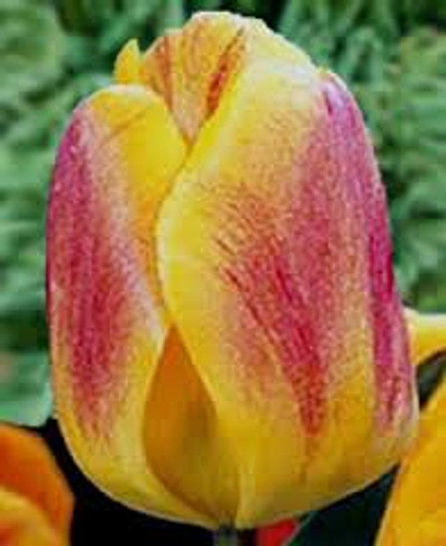 Beauty Of Apeldoorn Tulip