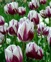 Beauty Of Vollendam Tulip