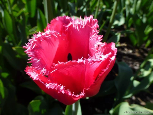 Bellflower Tulip