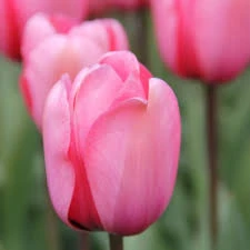 Big Love Tulip