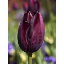 Black Diamond Tulip