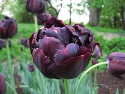 Black Hero Tulip