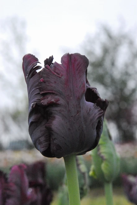 Black Parrot Tulip