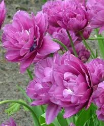 Blue Spectacle Tulip