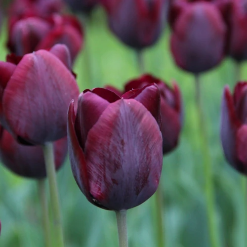 Bordeaux Tulip