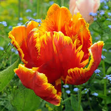 Bright Parrot Tulip