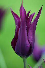 Burgundy Tulip
