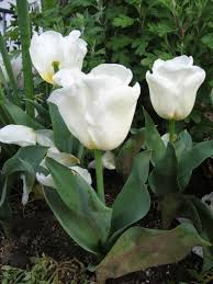 Calgary Tulip