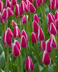 Candy Apple Delight Tulip