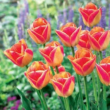 Candy Corn Tulip