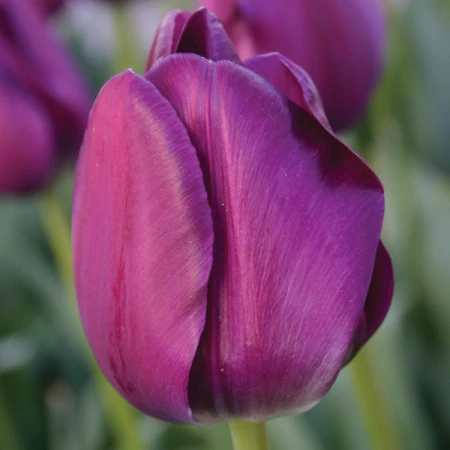 Caravelle Tulip