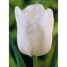 Catherina Tulip