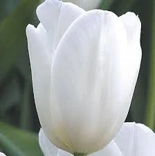 Clear Water Tulip