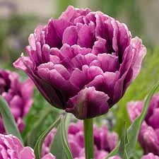 Color Burst Tulip