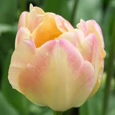 Creme Up Star Tulip