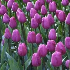 Cum Laude Tulip
