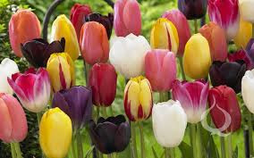 Darwin Mix Tulip