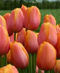 Dordogn Tulip