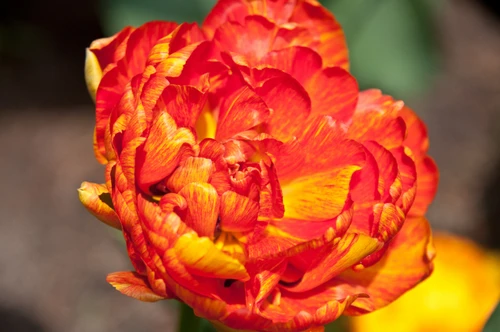 Double Gudoshnik Tulip