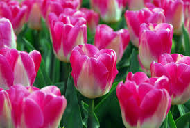 Dynasty Tulip