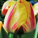 Flaming Jewel Tulip
