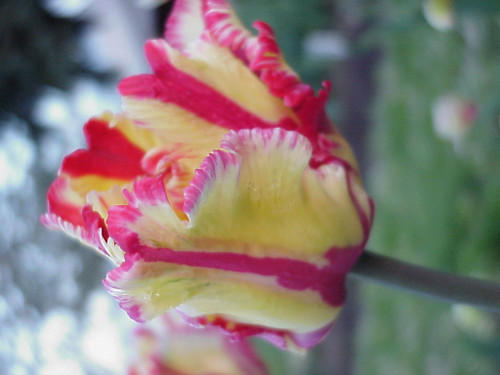 Flaming Parrot Tulip