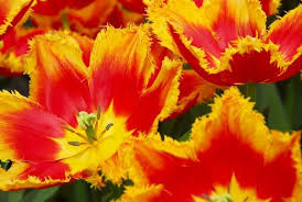 Fringed Solstice Tulip