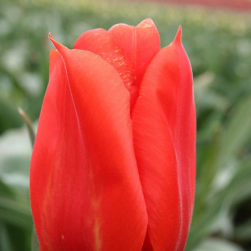 Giant Orange Sunset Tulip