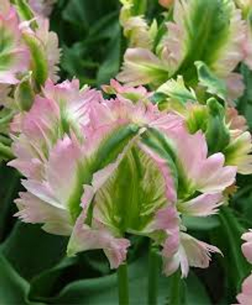 Green Wave Tulip