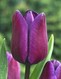 Greuze Tulip