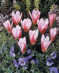 Hearts Delight Tulip
