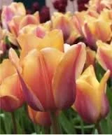Indian Summer Tulip